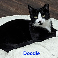 Photo of Doodle