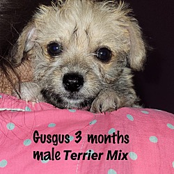 Thumbnail photo of GUSGUS - 3 MONTH MALE TERRIER #2