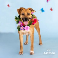 adopt a pet