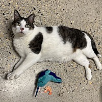 adopt a pet