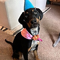 adopt a pet