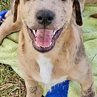 adopt a pet