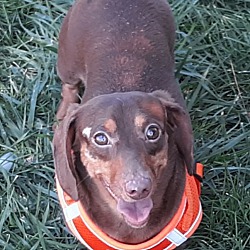 Omaha, NE - Dachshund. Meet Willie a Pet for Adoption - AdoptaPet.com
