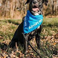 adopt a pet