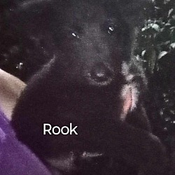 Thumbnail photo of Rook #1