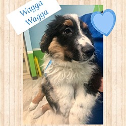 Photo of Wagga Wagga Puppy/Adoption Pending