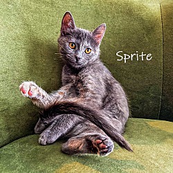 Thumbnail photo of Sprite #4