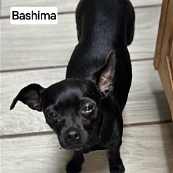 Thumbnail photo of Bashima #3