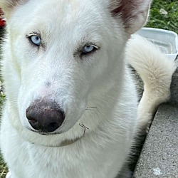 Thumbnail photo of Chief (SHUSKY) #3