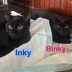 Thumbnail photo of Binky #4