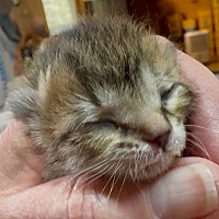 Adopt A Pet :: Sprout - Leonardtown, MD