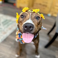 adopt a pet