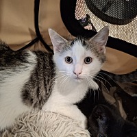 adopt a pet