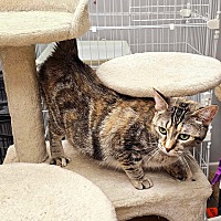 adopt-pet