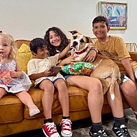 adopt a pet