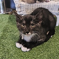 adopt a pet