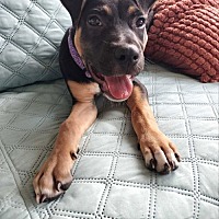 adopt a pet
