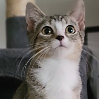 adopt-pet