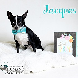 Photo of Jacques
