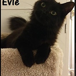 Thumbnail photo of Evie #1