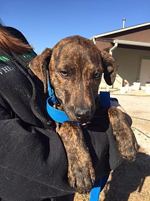 plott hound rescue near me
