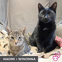 Thumbnail photo of Winona (bonded with Naomi) #2