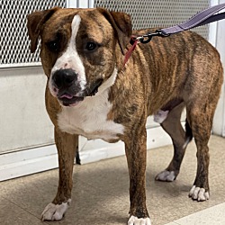 Photo of Brownie