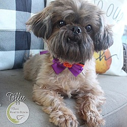 Thumbnail photo of Toffee #2