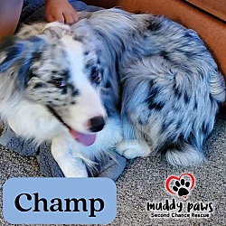 Photo of Champ (Courtesy Post) - NO LONGER ACCEPTING APPLICATIONS