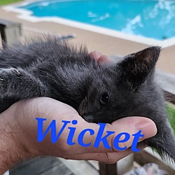 Thumbnail photo of Wicket #1