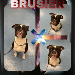 Photo of BRUISER