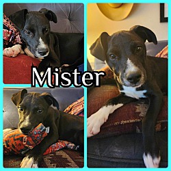 Photo of Mister