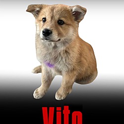 Thumbnail photo of Vito #2