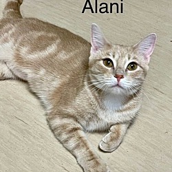 Photo of Alani