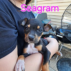 Photo of Seagram