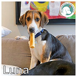 Thumbnail photo of LUNA #1