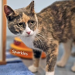 Thumbnail photo of Sparkles #3