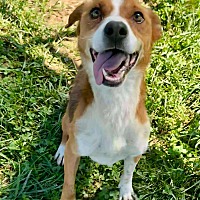 adopt-pet