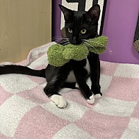 adopt a pet