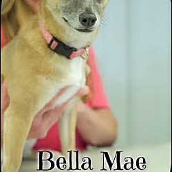 Thumbnail photo of Bella Mae (Pom-dc) #1