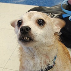 Thumbnail photo of Diego~ADOPTED! #1