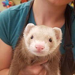 giant russian ferret for sale