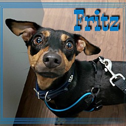 Thumbnail photo of Fritz #1