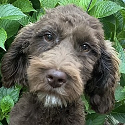 Photo of Who Knew F2 AUSSIEdoodle