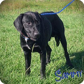 Wappingers Ny Beagle Meet Sammi A Pet For Adoption