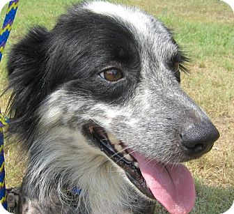 Blue Heeler Border Collie Lab Mix | www.pixshark.com ...