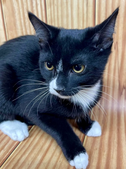 McDonough, GA - Domestic Shorthair/Domestic Shorthair. Meet Vilina a ...