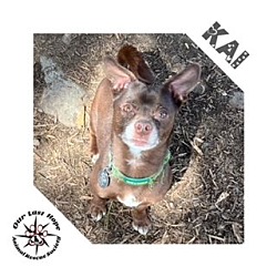 Photo of Kai
