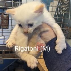 Thumbnail photo of Rigatoni #1