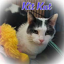 Photo of KitKat